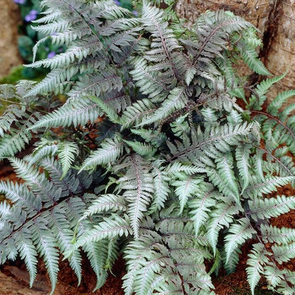 Lush Light Violet Fern Pteridophyta Plant Seeds For Soothing Gardens Seeds