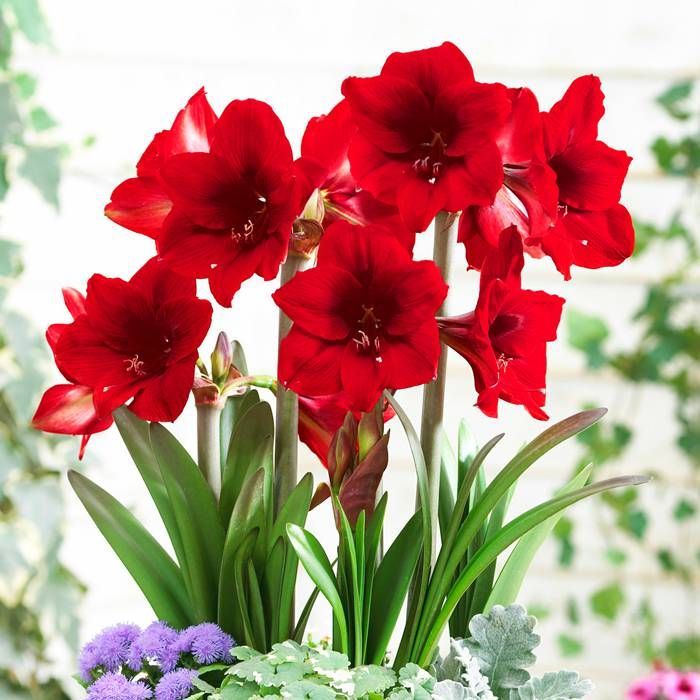 Red (Red Amaryllis) seeds for planting in home garden