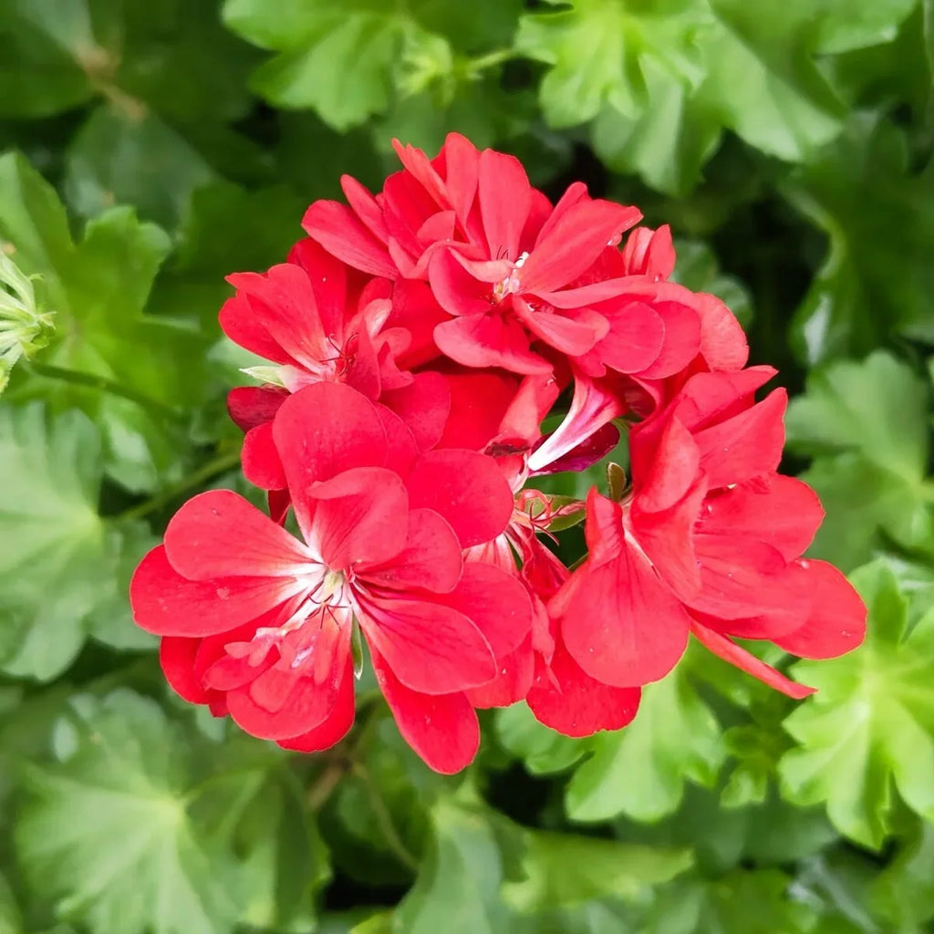 Premium Deep Red Geranium Flower seeds for Planting Shade Tolerant, Heirloom & GMO Free Seeds for Home Garden seeds