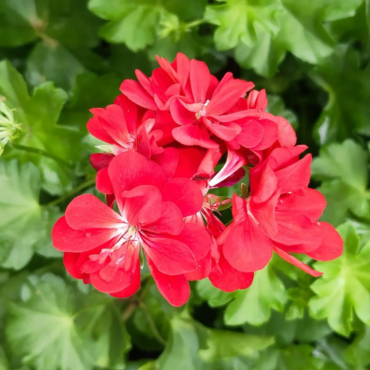 Premium Deep Red Geranium Flower seeds for Planting Shade Tolerant, Heirloom & GMO Free Seeds for Home Garden seeds