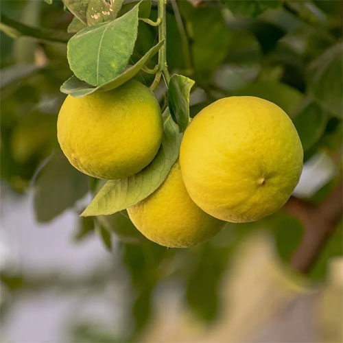 Citron Citrus Seeds for Planting - Grow Your Own Fruity Delight