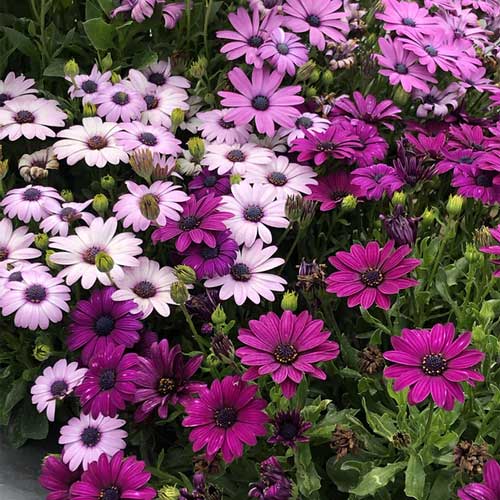 Osteospermum Flower seeds for Planting Long Bloom Season Heirloom & GMO Free Seeds for Home Garden