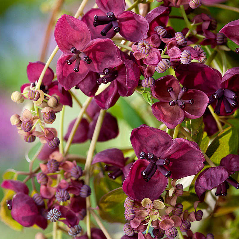 Chocolate Clematis Flower seeds for Planting Perfect for Borders, Heirloom & GMO Free Seeds for Home Garden vegetable and garden seeds