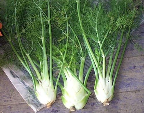 Feathery Aromatic Leaves of Sweet Florence Fennel