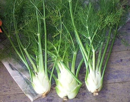 Feathery Aromatic Leaves of Sweet Florence Fennel
