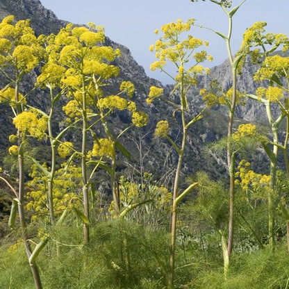 Giant Fennel seedlings emerging in garden soil