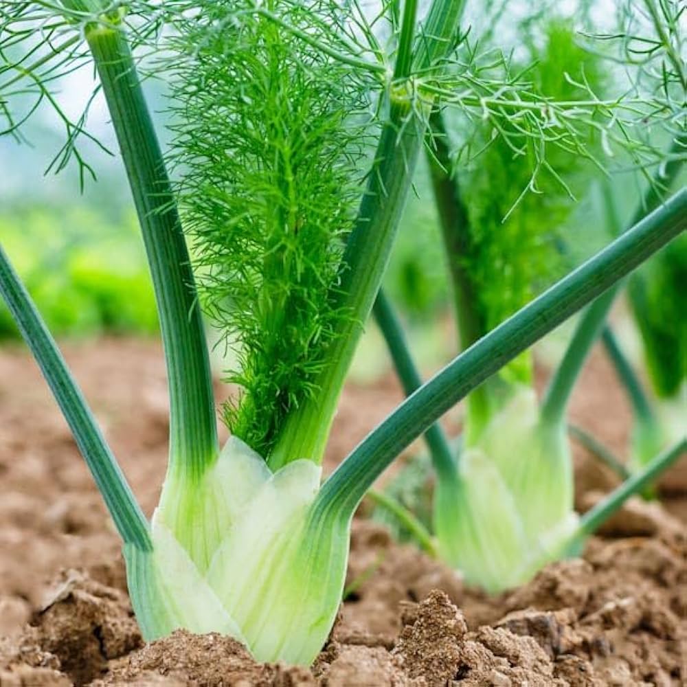 Sweet Florence Fennel Seedlings Sprouting in Garden Pots