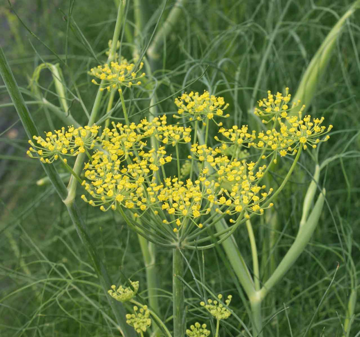 Fennel seeds Foeniculum vulgare tall green foliage