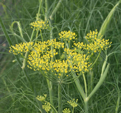 Fennel seeds Foeniculum vulgare tall green foliage