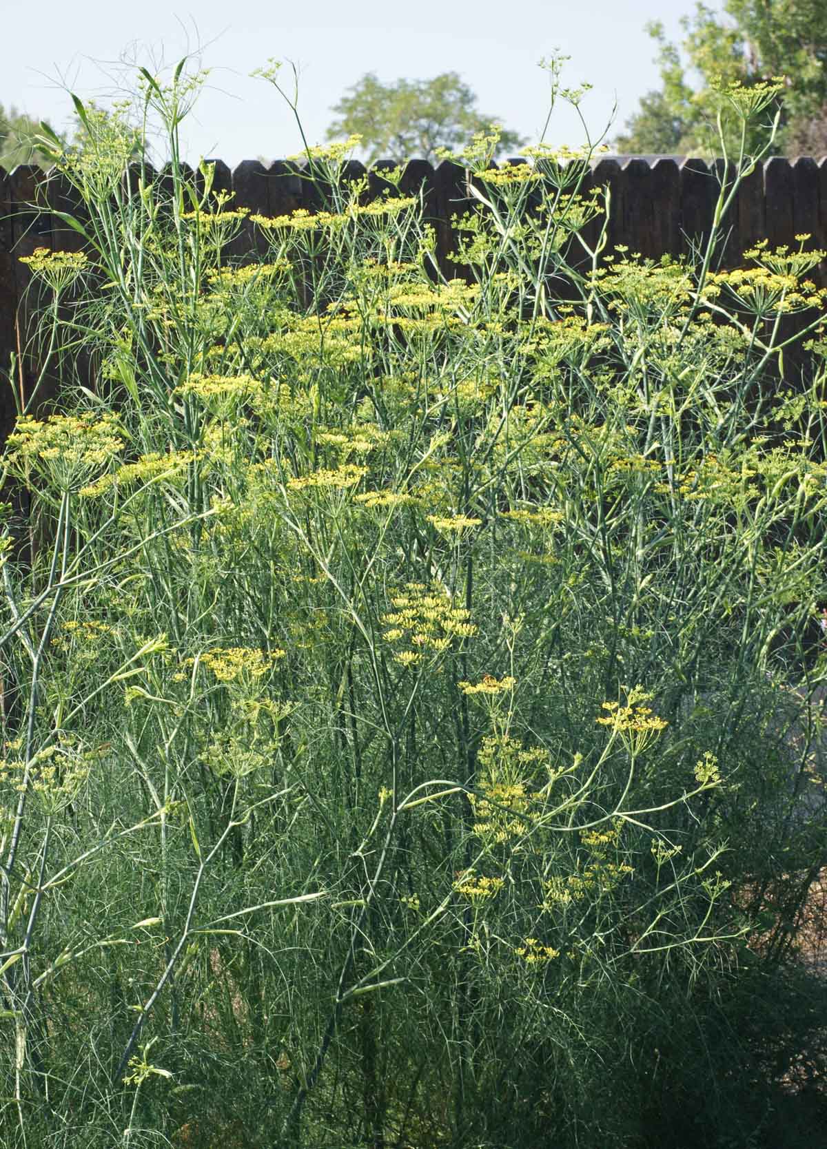 Fennel yellow umbel flowers attracting pollinators grown from seeds