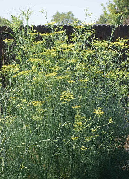 Fennel yellow umbel flowers attracting pollinators grown from seeds