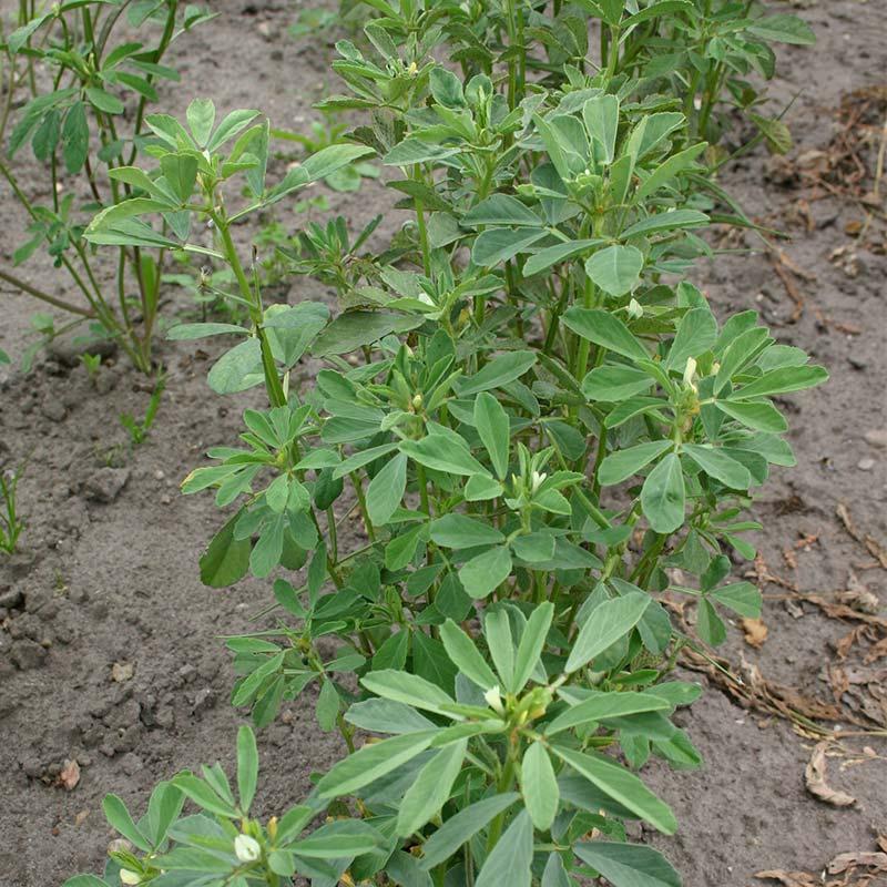 Fenugreek seeds thriving in garden beds and container plantings