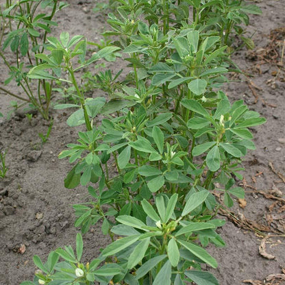 Fenugreek seeds thriving in garden beds and container plantings