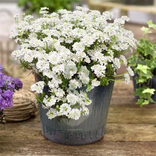 White Candytuf Flower seeds for Planting Premium Quality, Heirloom & GMO Free Seeds for Home Garden vegetable and garden seeds