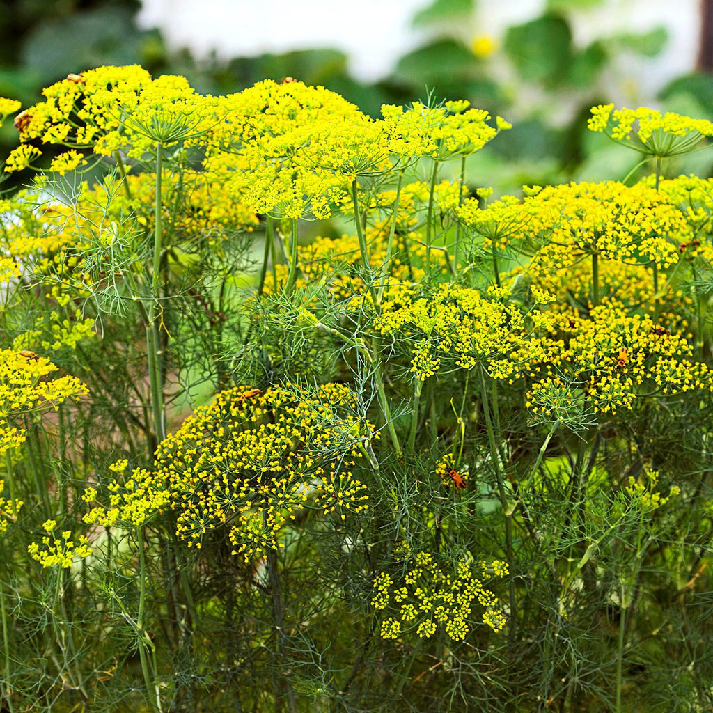 High quality Fennel Flower seeds for Planting Pollinator Friendly, Heirloom & GMO Free Seeds for Home Garden seeds pack