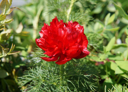 Fern Leaf Peony Flower seeds for Planting - Shade Tolerant, Heirloom & GMO Free Seeds for Home Garden