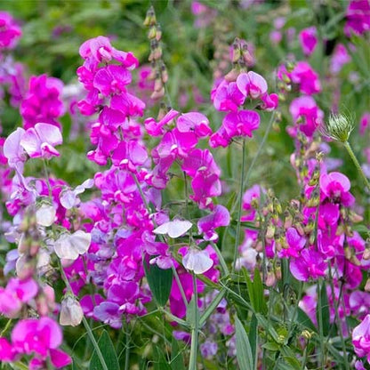 Sweet Pea Flower seeds for Planting Shade Tolerant Heirloom & GMO Free Seeds for Home Garden