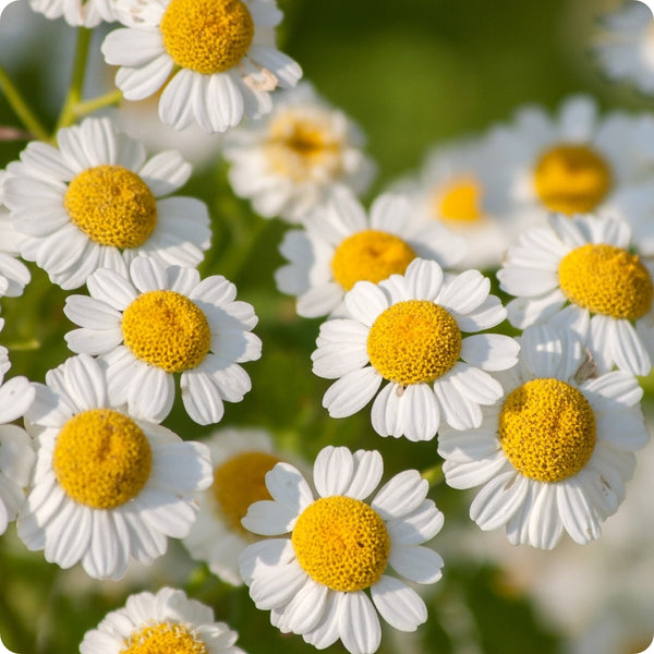 Feverfew seeds Tanacetum parthenium white daisy flowers