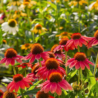 Echinacea ConeFlower seeds for Planting Shade Tolerant Heirloom & GMO Free Seeds for Home Garden