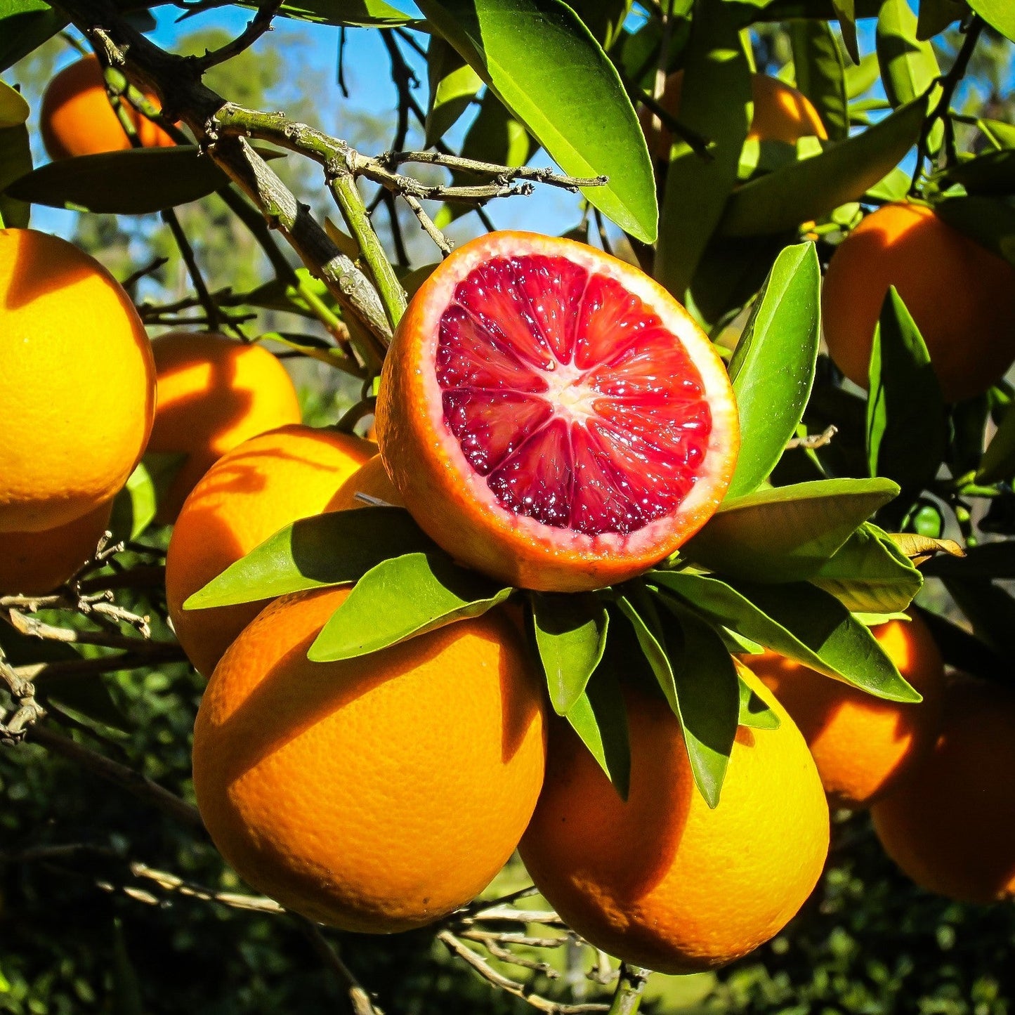 Blood Orange Seeds for Planting: Enjoy Homegrown Citrus Harvests