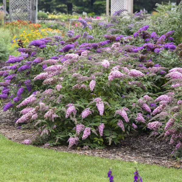Cream Buddleia Flower seeds for Planting Easy to Grow, Heirloom & GMO Free Seeds for Home Garden vegetable and garden seeds