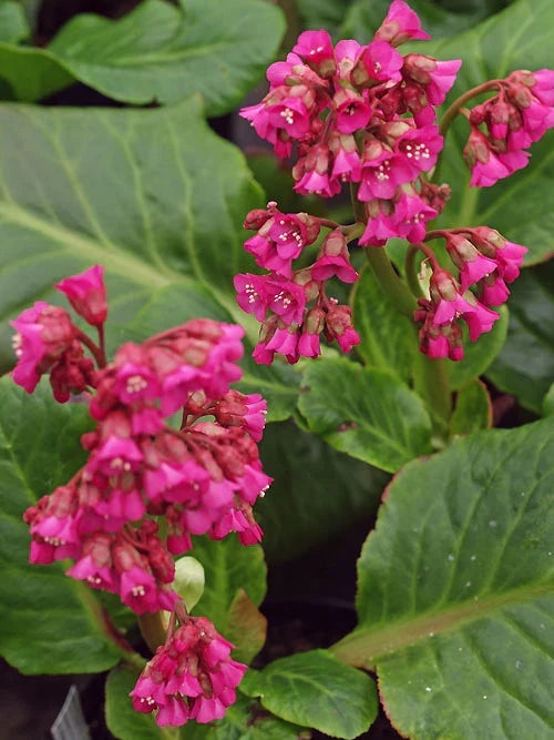 Premium Red Bergenia Flower seeds for Planting Drought Tolerant, Heirloom & GMO Free Seeds for Home Garden seeds