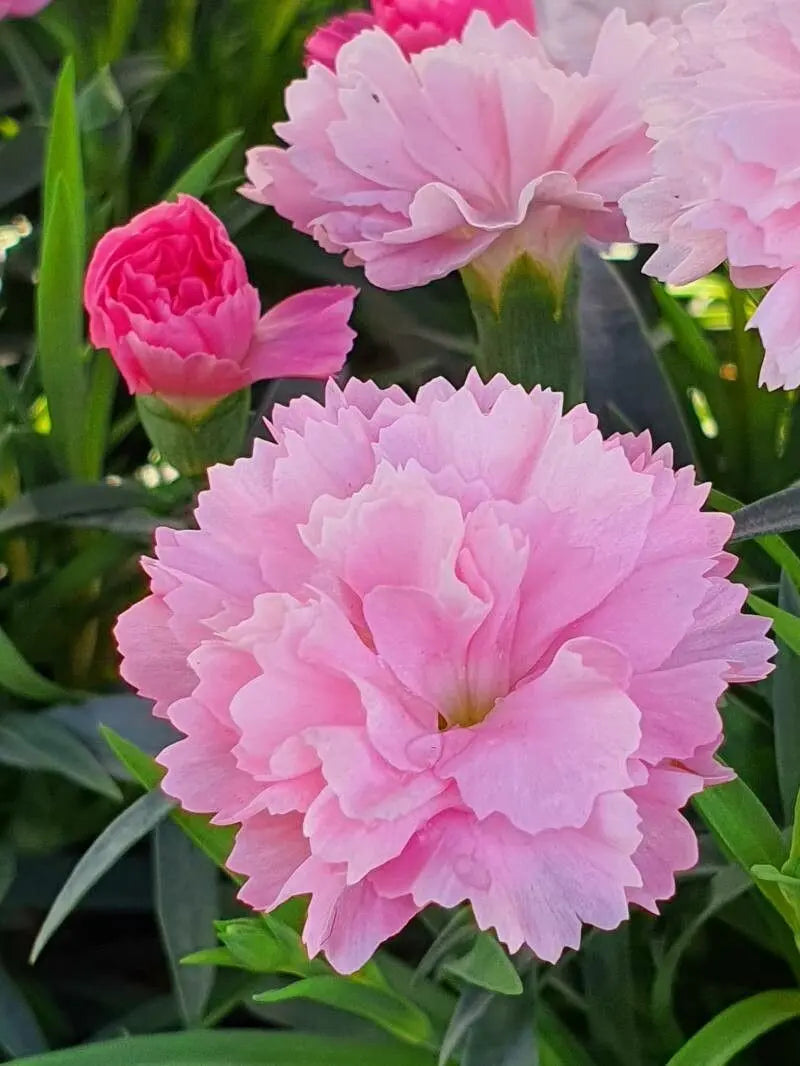 Premium Pink Caryophyllus Flower seeds for Planting Drought Tolerant, Heirloom & GMO Free Seeds for Home Garden seeds