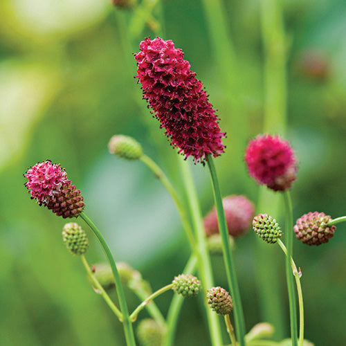 Sanguisorba Officinalis Flower seeds for Planting Sun Loving Heirloom & GMO Free Seeds for Home Garden