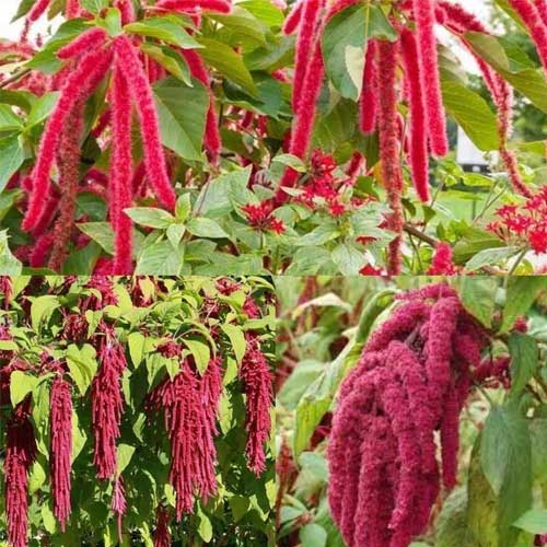 Mixed Caudatus Flower seeds for Planting Long Bloom Season, Heirloom & GMO Free Seeds for Home Garden vegetable and garden seeds
