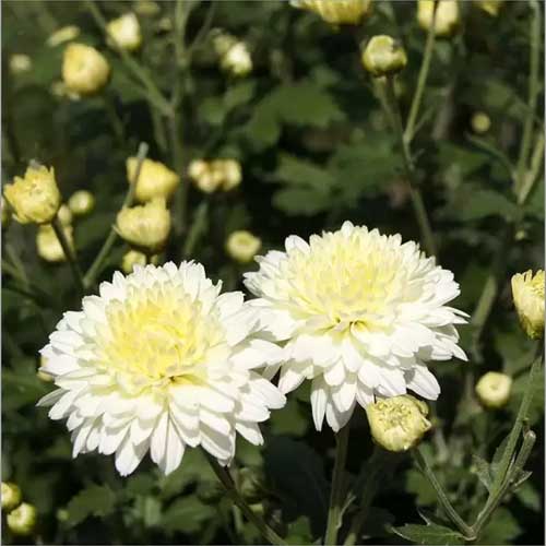 White & Yellow Chrysanthemum Flower seeds for Planting Sun Loving, Heirloom & GMO Free Seeds for Home Garden seeds for planting