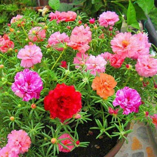 Premium Mixed Mexican Rose Heirloom Flower seeds for Planting Perfect for Borders, Heirloom & GMO Free Seeds for Home Garden seeds