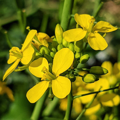 Mustard Flower seeds for Planting, Fragrant Blossoms Heirloom & GMO Free Seeds for Home Garden