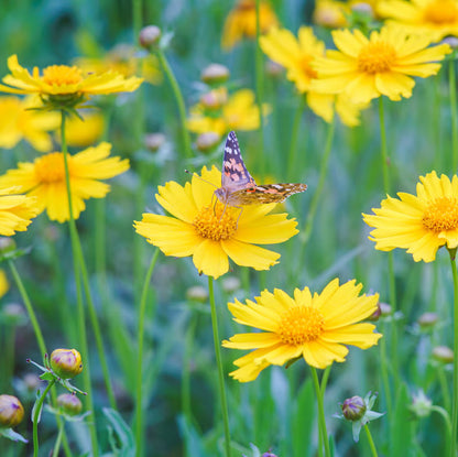 Coreopsis Flower seeds for Planting Cut Flower Favorite Heirloom & GMO Free Seeds for Home Garden