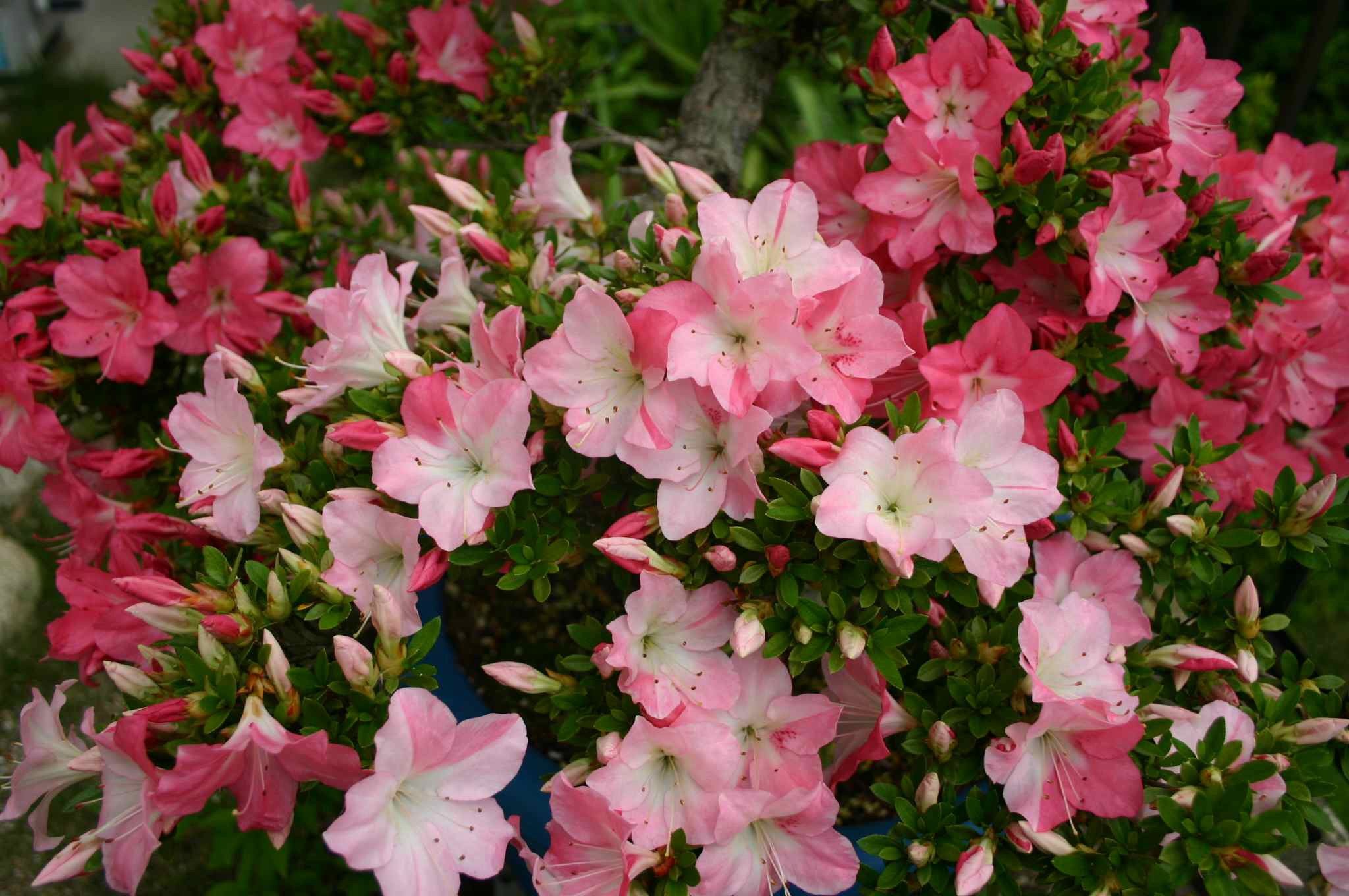Mixed Satsuki Mischfarben Flower seeds for Planting Colorful Display, Heirloom & GMO Free Seeds for Home Garden seeds for planting