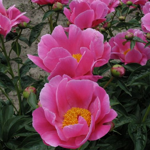 Pink Paeonia Tenuifolia Flower seeds for Planting Perfect for Borders, Heirloom & GMO Free Seeds for Home Garden vegetable and garden seeds
