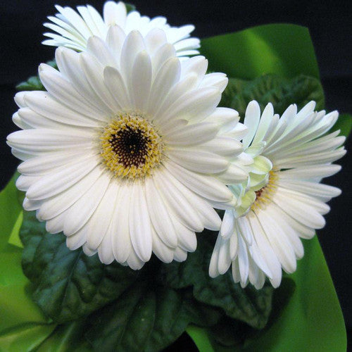 Premium White Gerbera Vanilla Flower seeds for Planting Garden Favorite, Heirloom & GMO Free Seeds for Home Garden seeds