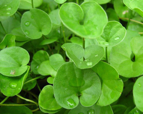 High quality Dichondra Flower seeds for Planting Cottage Garden Essential, Heirloom & GMO Free Seeds for Home Garden seeds pack
