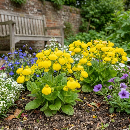 Light Yellow Calceolaria Flower seeds for Planting - Vibrant Colors, Heirloom & GMO Free Seeds for Home Garden