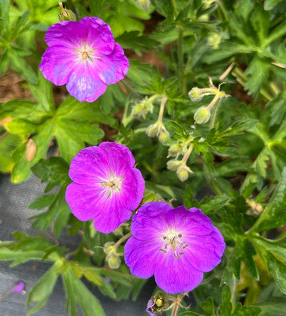Oregon Geranium (Geranium oreganum) Cranesbill Purple Native Flower Herb Seeds