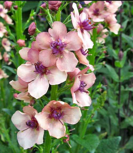 Premium Cream Verbascum Flower seeds for Planting Perfect for Borders, Heirloom & GMO Free Seeds for Home Garden seeds