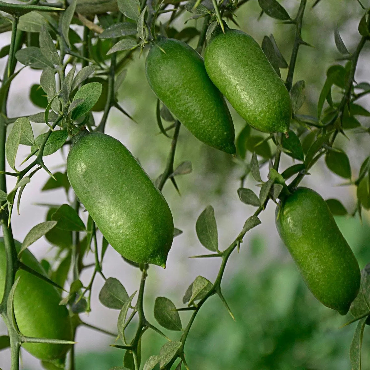 Bliss Finger Lime Seeds for Planting in Citrus Gardens