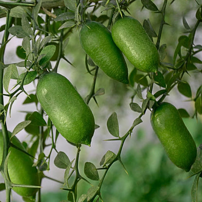 Bliss Finger Lime Seeds for Planting in Citrus Gardens