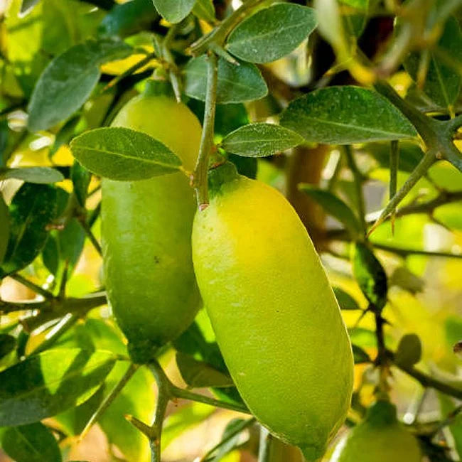 Bliss Finger Lime Seeds for Planting in Citrus Gardens