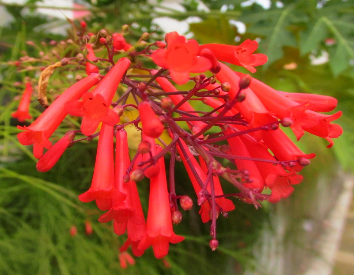 Russelia Flower seeds for Planting Sun Loving Heirloom & GMO Free Seeds for Home Garden 
 
 Sale for planting in home garden