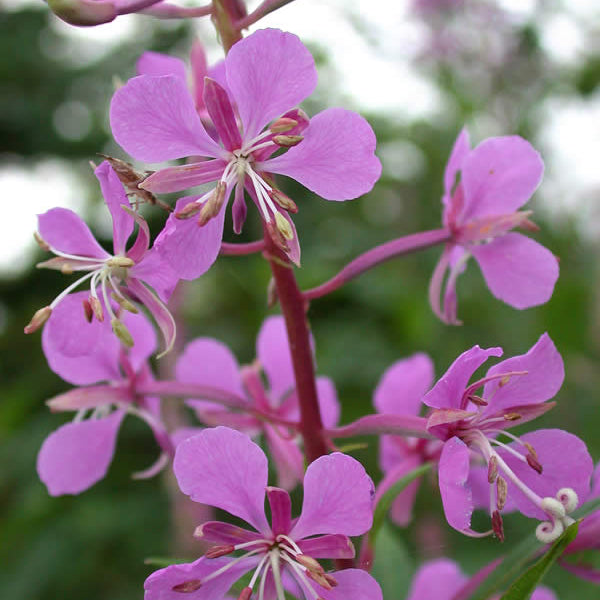 Fireweed Seedlings Sprouting in Well-Drained Soil