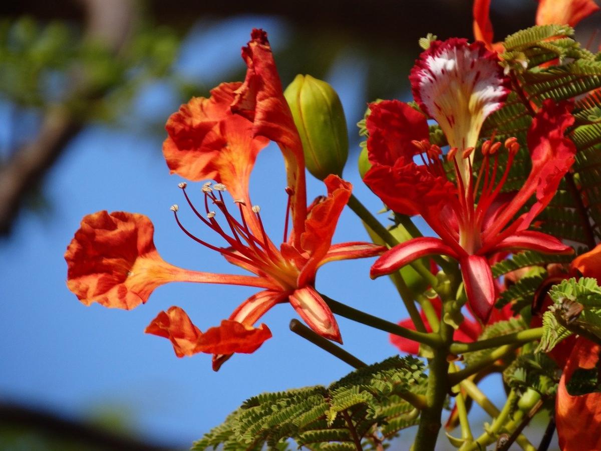 Red Jacaranda Flower seeds for Planting Bright Blooms Heirloom & GMO Free Seeds for Home Garden