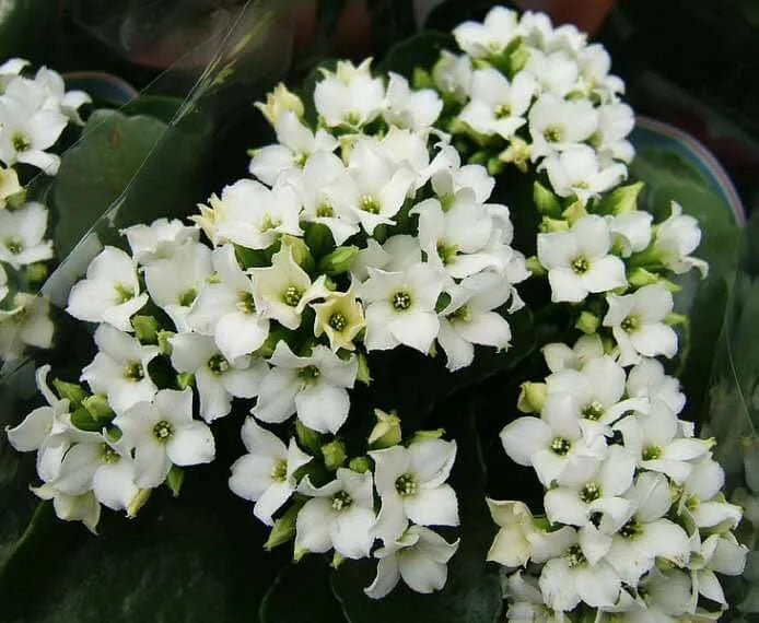 Premium White Kalanchoe Flower seeds for Planting Low Maintenance, Heirloom & GMO Free Seeds for Home Garden seeds