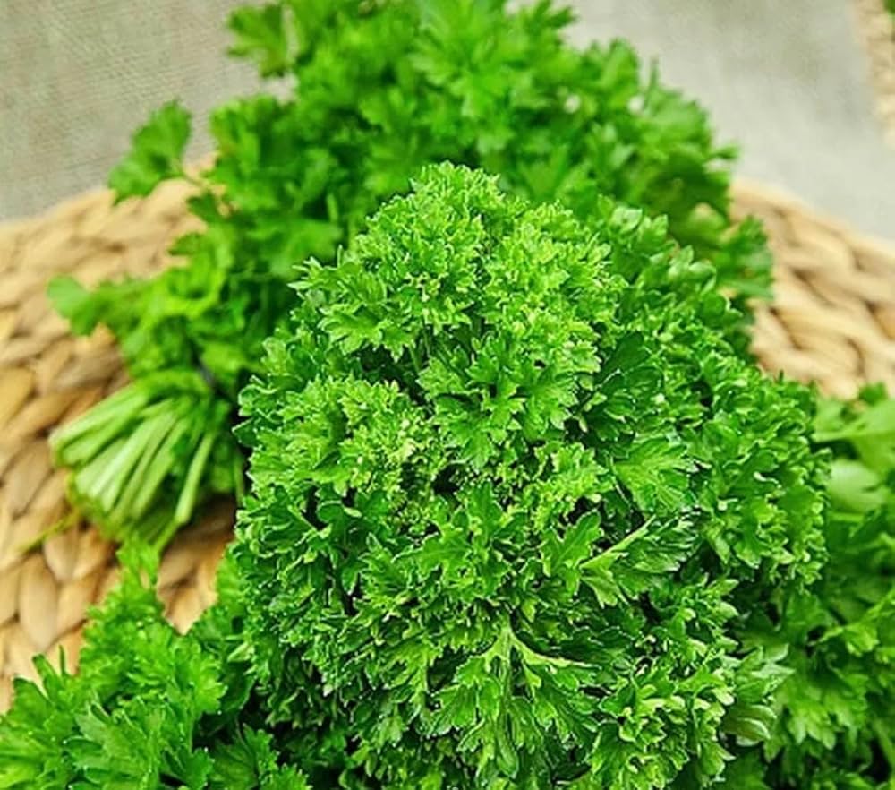 Close up of parsley leaves with rich green color