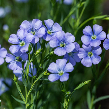 Flax Flower seeds for Planting Colorful Display Heirloom & GMO Free Seeds for Home Garden