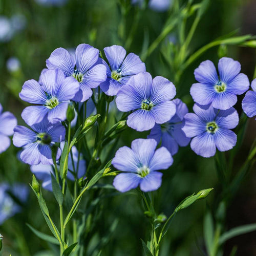 Premium Blue Flax Flower seeds for Planting Sun Loving, Heirloom & GMO Free Seeds for Home Garden seeds